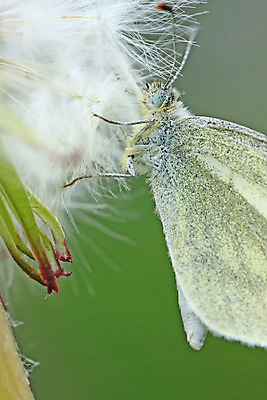 포토 JPG 해외이미지 식물 꽃 나비 자연 추상 씨앗 사람없음 야외 초록색 흰색 민들레 해외202004 해외포토 컬러 곤충 무늬 생태계 파일형식 이미지허브