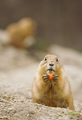 포토 JPG 해외이미지 한마리 야생동물 포유류 들기 사람없음 당근 먹기 프레리도그 해외202004 해외포토 동물 1 모션 뿌리채소 파일형식 이미지허브