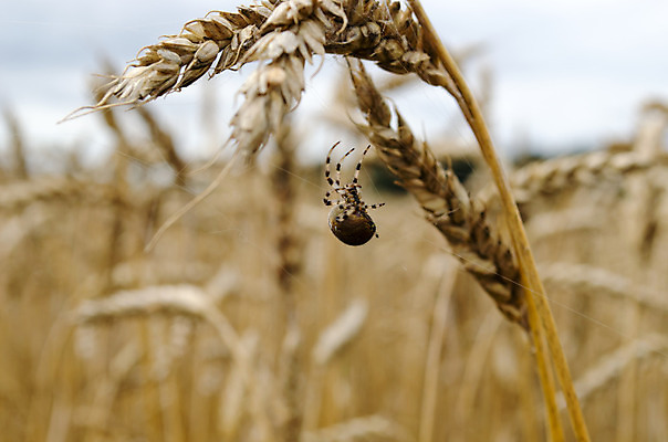 포토 JPG 해외이미지 동물 1 유럽 야생동물 곤충 십자가 밭 농업 자연 생물 사람없음 야외 환경 정원 웹 점 원형 4 기다림 벌레 작음 실크 모피 밀 거미줄 묘사 귀 육식동물 거미 올가미 토막 동물상 오싹 해외202004 해외포토 도형 나라 산업 인터넷 모션 곡류 신체부위 조형물 숫자 직물 크기 생태계 파일형식 이미지허브