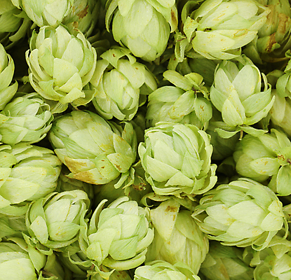 포토 JPG 해외이미지 실내 사람없음 여러개 가득함 해외202004 홉 해외포토 식물 다수 내부 파일형식 이미지허브