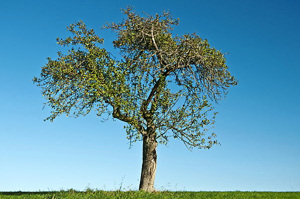 포토 JPG 해외이미지 나무 선 자연 하늘 날씨 풍경 사람없음 초록색 여름 파란색 환경 침묵 시골 보호 만족 옛날 해외202004 해외포토 식물 계절 감정 컬러 컨셉 소리 생태계 파일형식 이미지허브
