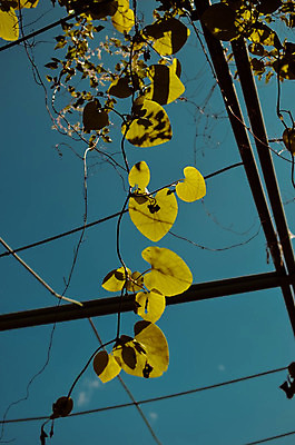 포토 JPG 해외이미지 식물 공원 꽃 백그라운드 잎 패턴 자연 하늘 건강 동양인 사람없음 야외 장식 초록색 컬러풀 환경 정원 중국 봄 신선 숲 큼 원예 남쪽 내추럴 기생충 오리지널 이국적 해외202004 해외포토 계절 공공시설 아시아 컬러 무늬 인종 취미 바이러스 크기 방향 생태계 파일형식 이미지허브