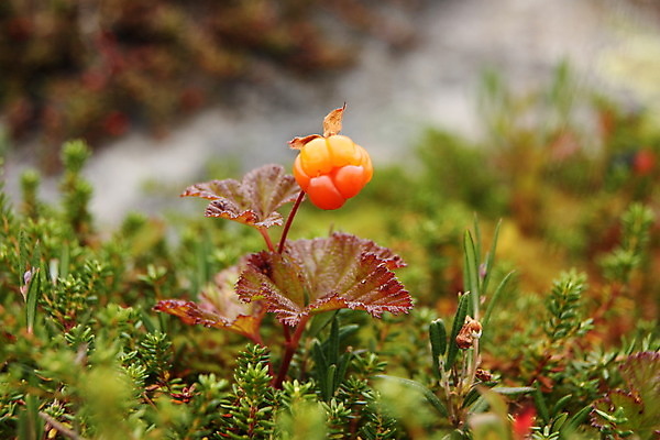 포토 JPG 해외이미지 열매 유럽 음식 농업 오렌지 자연 건강 노르웨이 사람없음 초록색 여름 컬러풀 수확 가을 신선 닫기 선택 달콤 맛 숲 가득함 유기농 내추럴 난쟁이 숙성 해외202004 해외포토 식물 웰빙 계절 나라 산업 컬러 컨셉 과일 모션 생태계 파일형식 이미지허브