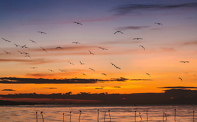 포토 JPG 해외이미지 동물 실루엣 야생동물 바다 겨울 날개 오렌지 태국 자연 갈매기 조류 하늘 표면 풍경 사람없음 물 여름 빛 달리기 햇빛 일출 검은색 어둠 일몰 새벽 자유 깃털 스카이라인 수평선 해외202004 해외포토 자연요소 계절 아시아 컬러 컨셉 과일 모션 촬영기법 태양 노을 생태계 파일형식 이미지허브