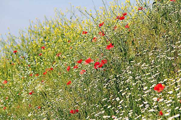포토 JPG 해외이미지 식물 계절 꽃잎 꽃 꽃무늬 밭 자연 사람없음 야외 빨간색 초록색 노란색 봄 벚꽃 흰색 허브 묘사 데이지 양귀비 캐모마일 해외202004 해외포토 컬러 무늬 농업 생태계 파일형식 이미지허브