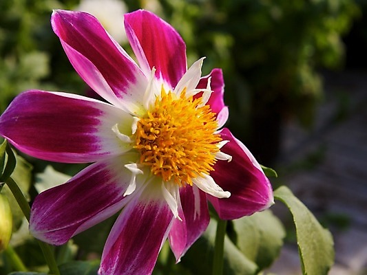 포토 JPG 해외이미지 식물 꽃 자연 사람없음 장식 초록색 환경 정원 화목 놀이방 반지 개화 달리아 원예 심기 해외202004 해외포토 컬러 컨셉 장신구 모션 취미 생태계 파일형식 이미지허브