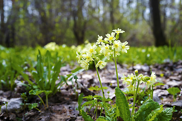포토 JPG 해외이미지 나무 식물 계절 공원 꽃잎 꽃 잎 꽃무늬 밭 자연 사람없음 야외 목재 초록색 노란색 환경 정원 봄 들꽃 벚꽃 신선 숲 땅 장면 내추럴 생태학 해외202004 해외포토 공공시설 교육 컬러 무늬 농업 재료 생태계 파일형식 이미지허브