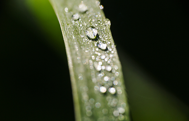 포토 JPG 해외이미지 식물 백그라운드 잎 요가 자연 아침 날씨 사랑 사람없음 야외 초록색 물 세계 반사 환경 정원 봄 거품 젖음 추위 자유 성장 물방울 신선 투명 떨어짐 이슬 빗방울 향수 순수 명상 고립 진짜 해외202004 해외포토 주간 자연요소 웰빙 계절 감정 컬러 컨셉 화장품 비_날씨 생태계 파일형식 이미지허브