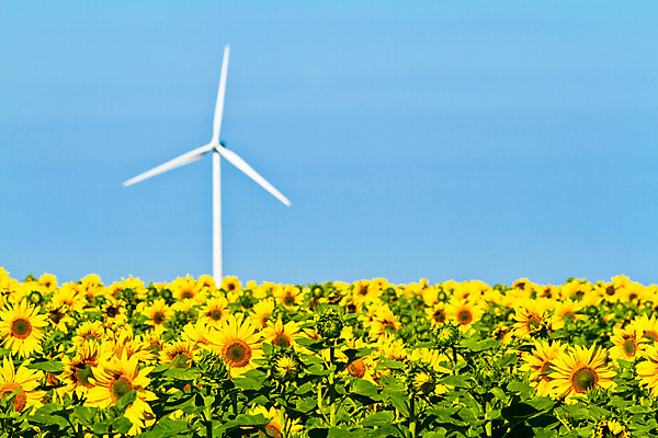 포토 JPG 해외이미지 밭 날개 자연 하늘 바람 미래 해바라기 풍경 사람없음 야외 초록색 파란색 농장 힘 재활용 풍차 발전기 에너지 흰색 행운 칼날 보호 생태계 프로펠러 공학 세대 유지 방앗간 돌리기 생태학 효율 해외202004 해외포토 자연요소 교육 꽃 컬러 컨셉 농업 모션 날씨 발전소 친환경 파일형식 이미지허브