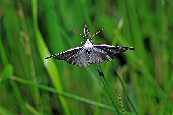포토 JPG 해외이미지 식물 동물 1 공원 꽃 나비 곤충 날개 오렌지 자연 사람없음 야외 가로 초록색 여름 햇빛 노란색 머리 우주 정원 침묵 봄 침대 선택 보호 정상 수분 싱글 데이지 각도 장면 멀티 전경 해외202004 해외포토 계절 공공시설 컬러 가구 컨셉 과일 풍경 신체부위 태양 소리 생태계 파일형식 탑뷰 이미지허브