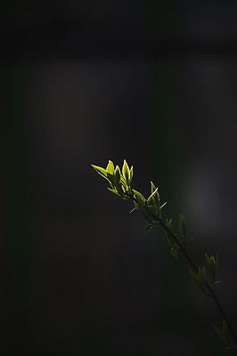 포토 JPG 해외이미지 나무 식물 손 계절 줄기 컨셉 잎 농업 자연 새로움 씨앗 사람없음 초록색 물 농장 새싹 환경 정원 흙 봄 성장 아기 신선 붓기 떨어짐 숲 작음 땅 원예 뿌리 먼지 땅바닥 모종 묘목 생태학 해외202004 해외포토 자연요소 교육 산업 컬러 모션 바닥 사람 취미 신체부위 크기 생태계 파일형식 이미지허브