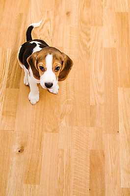 포토 JPG 해외이미지 동물 응시 백그라운드 포유류 사람없음 친구 반려동물 흰색 개 리트리버 강아지 작음 자르기 비글 몸단장 기르기 유래 해외202004 해외포토 시선 컬러 관계 모션 크기 돌봄 파일형식 이미지허브