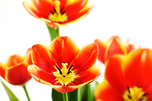 포토 JPG 해외이미지 꽃잎 꽃 백그라운드 꽃무늬 휴가 선물 사람없음 옆모습 빨간색 초록색 컬러풀 튤립 벚꽃 흰색 인사 개화 심볼 묘사 열정 고립 해외202004 해외포토 식물 감정 뷰포인트 컬러 무늬 예절 파일형식 이미지허브