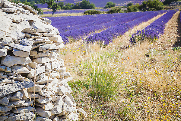 포토 JPG 해외이미지 식물 꽃 유럽 백그라운드 밭 농업 자연 하늘 풍경 사람없음 여름 컬러풀 보라색 프랑스 시골 제비꽃 향기 라벤더 내추럴 프로방스 해외202004 해외포토 계절 나라 산업 컬러 허브 생태계 냄새 파일형식 이미지허브