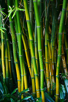 포토 JPG 해외이미지 나무 식물 공원 아시아 선 줄기 잎 패턴 자연 동양인 사람없음 목재 장식 초록색 정원 일본 중국 성장 나뭇가지 숲 대나무 동쪽 내추럴 해외202004 해외포토 공공시설 나라 컬러 무늬 재료 인종 방향 생태계 파일형식 이미지허브