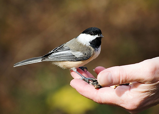 포토 JPG 해외이미지 야생동물 자연 조류 사람없음 야외 숲 해외202004 해외포토 동물 생태계 파일형식이미지허브 