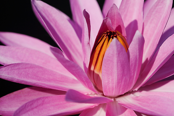 포토 JPG 해외이미지 식물 공원 꽃잎 꽃 아시아 종교 선 분홍색 꽃무늬 불교 태국 자연 휴식 연꽃 동양인 사람없음 야외 물 여름 정원 검은색 화목 봄 벚꽃 연못 개화 우아함 백합 명상 고립 이국적 해외202004 해외포토 자연요소 계절 공공시설 나라 컬러 컨셉 무늬 인종 생태계 파일형식 이미지허브