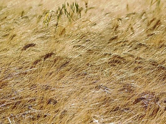 포토 JPG 해외이미지 식물 백그라운드 잎 밭 자연 옥수수 사람없음 야외 초록색 봄 수확 닫기 농부 밀 엽서 보리 귀 내추럴 노란배경 해외202004 해외포토 직업 계절 컬러 농업 모션 곡류 신체부위 노란색 편지 생태계 파일형식 이미지허브