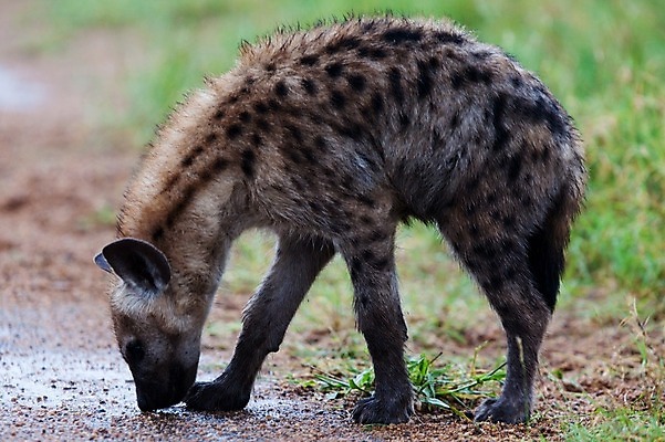포토 JPG 해외이미지 동물 응시 야생동물 여행 밭 포유류 아프리카 자연 조류 산 서기 풍경 사람없음 옆모습 가로 파란색 노란색 점 황무지 개 먹기 사파리 육식동물 분화구 송곳니 가젤 사바나 수유 열대기후 탄자니아 평야 수평선 해외202004 해외포토 시선 나라 뷰포인트 컬러 농업 모션 치아 생태계 화산 파일형식 이미지허브