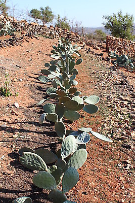 포토 JPG 해외이미지 밭 농업 선인장 건조 사람없음 농장 정원 사막 모로코 해외202004 해외포토 식물 산업 아프리카 파일형식 이미지허브
