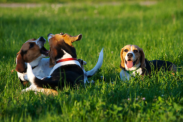 포토 JPG 해외이미지 동물 공원 행복 새끼 장난 포유류 발 자연 놀이 털 사람없음 가로 반려동물 기쁨 개 강아지 작음 사냥개 비글 송곳니 기르기 유래 해외202004 해외포토 공공시설 감정 신체부위 치아 크기 생태계 돌봄 파일형식 이미지허브