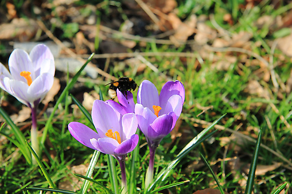 포토 JPG 해외이미지 식물 계절 꽃 전구 자연 사람없음 초록색 태양 정원 보라색 봄 신선 작음 자주색 묘사 부활 해외202004 해외포토 자연요소 컬러 크기 생태계 파일형식 이미지허브