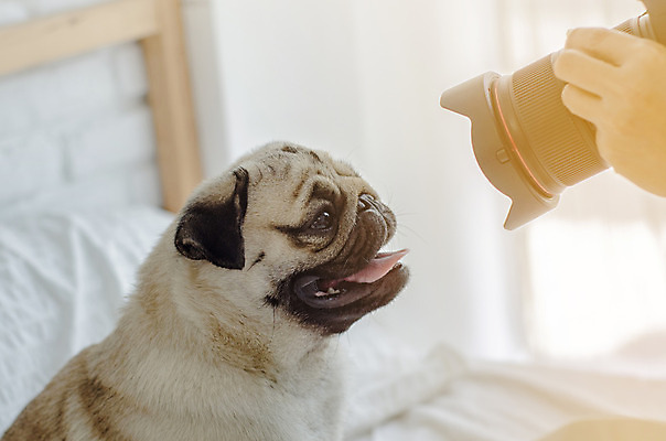 포토 JPG 해외이미지 동물 응시 행복 얼굴 인형 포유류 포옹 아침 친절 주택 함께함 사람없음 친구 반려동물 달리기 태양 활발 방 흰색 침대 잠 최고 개 강아지 작음 소중 나무껍질 송곳니 동반자 유래 진실 충실 해외202004 해외포토 주간 자연요소 나무 시선 감정 컬러 가구 컨셉 관계 안기 모션 건물 신체부위 껍질 치아 크기 파일형식 이미지허브