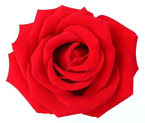 포토 JPG 해외이미지 식물 계절 기념일 꽃잎 꽃 백그라운드 꽃무늬 패턴 자연 휴가 프레임 발렌타인데이 선물 사랑 사람없음 빨간색 물 장미 머리 봄 벚꽃 흰색 물방울 축하 인사 오픈 생일 닫기 가득함 심볼 오브젝트 싱글 질감 각도 고립 해외202004 해외포토 자연요소 감정 컬러 컨셉 무늬 모션 데이이벤트 이벤트 신체부위 예절 생태계 파일형식 이미지허브