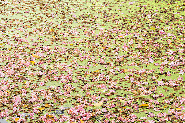 포토 JPG 해외이미지 나무 식물 계절 공원 꽃잎 꽃 분홍색 백그라운드 잎 꽃무늬 자연 하늘 발렌타인데이 사람없음 장식 초록색 여름 컬러풀 햇빛 환경 정원 봄 꿈 들꽃 성장 벚꽃 가을 나뭇가지 신선 개화 달콤 트럼펫 해외202004 해외포토 공공시설 컬러 무늬 데이이벤트 태양 맛 금관악기 생태계 파일형식 이미지허브