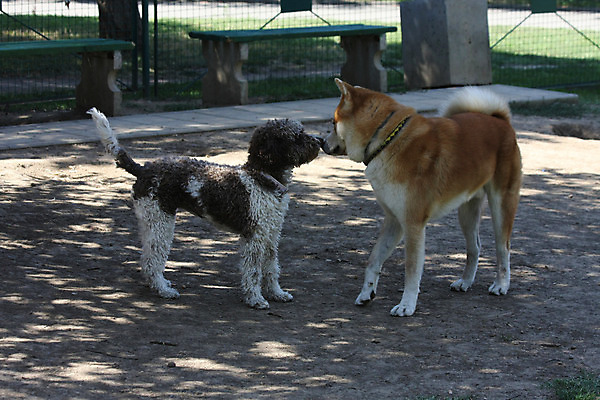 포토 JPG 해외이미지 동물 공원 신체 자연 사람없음 반려동물 일본 힘 용기 자신감 개 강아지 큼 근육질 고체 기르기 세르비아 지능 힘찬 해외202004 해외포토 그릇 공공시설 감정 아시아 컨셉 포유류 근육 크기 몸매 생태계 돌봄 파일형식 이미지허브