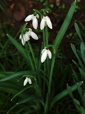 포토 JPG 해외이미지 꽃 사람없음 아웃포커스 스노드롭 해외202004 해외포토 식물 촬영기법 파일형식 이미지허브