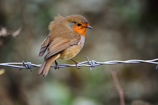 포토 JPG 해외이미지 야생동물 크리스마스 겨울 자연 조류 바람 사람없음 숲 위험 깃털 해외202004 해외포토 자연요소 동물 계절 기념일 컨셉 날씨 생태계 파일형식 이미지허브