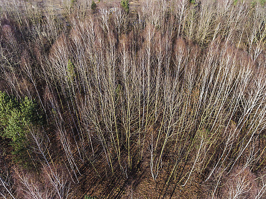 포토 JPG 해외이미지 나무 식물 계절 공원 백그라운드 잎 패턴 오렌지 자연 벽지 왕관 사람없음 야외 목재 초록색 컬러풀 갈색 노란색 평화 환경 카펫 산책로 가을 황금 정상 숲 두루마리 타일 질감 폴란드 10월 내추럴 드론 해외202004 해외포토 공공시설 유럽 길 컬러 컨셉 무늬 과일 재료 날짜 생태계 파일형식 이미지허브