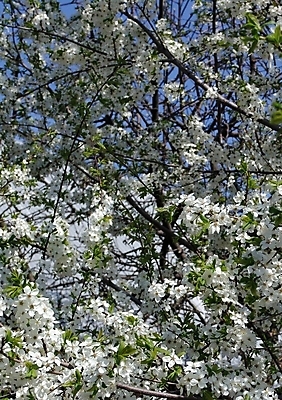 포토 JPG 해외이미지 나무 식물 계절 꽃잎 꽃 백그라운드 잎 자연 하늘 휴가 사람없음 초록색 봄 벚꽃 흰색 나뭇가지 신용카드 개화 체리 만족 천국 꿀 꽃수술 막자 해외202004 해외포토 감정 컬러 과일 금융 생태계 파일형식 이미지허브