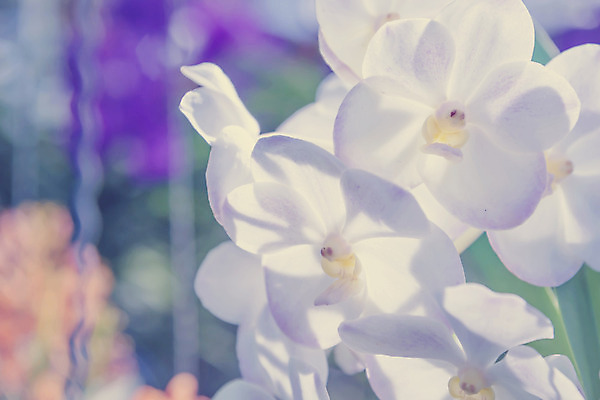 포토 JPG 해외이미지 식물 꽃잎 꽃 줄기 백그라운드 부분 자연 친절 프레임 매달리기 선물 사랑 사람없음 가로 초록색 머리 우주 봄 활발 흰색 나뭇가지 인사 신용카드 난초 우아함 순수 싱글 슛 장면 나방 고립 이국적 부족함 해외202004 해외포토 나무 계절 감정 컬러 곤충 컨셉 모션 신체부위 금융 예절 생태계 파일형식 이미지허브