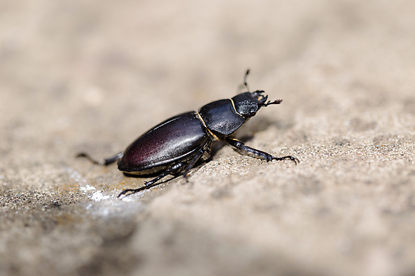 포토 JPG 해외이미지 동물 야생동물 과학 곤충 백그라운드 자연 사슴 휴식 이집트 사람없음 갈색 환경 금속 정원 검은색 어둠 바위 시간 악단 해충 벌레 숲 작음 큼 딱정벌레 심볼 사파리 생물학 내추럴 동물상 생태학 해외202004 해외포토 교육 음악 컬러 컨셉 포유류 아프리카 재질 조형물 돌_바위 크기 생태계 파일형식 이미지허브