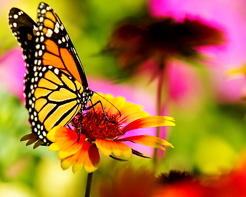 포토 JPG 해외이미지 식물 꽃잎 꽃 나비 곤충 백그라운드 꽃무늬 날개 오렌지 자연 사람없음 여름 노란색 정원 활발 벚꽃 내추럴 해외202004 해외포토 동물 계절 컬러 컨셉 무늬 과일 생태계 파일형식 이미지허브