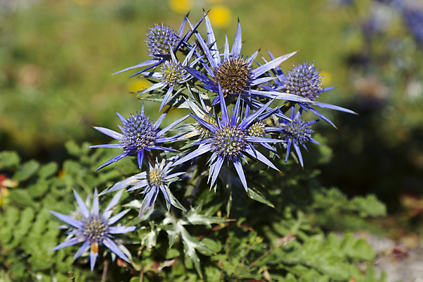 포토 JPG 해외이미지 식물 공원 자연 사람없음 파란색 보라색 스페인 묘사 엉겅퀴 내추럴 해외202004 해외포토 공공시설 꽃 유럽 컬러 생태계 파일형식 이미지허브