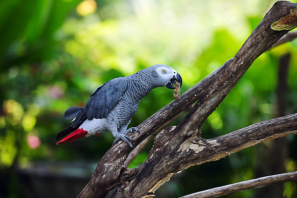 포토 JPG 해외이미지 동물 야생동물 백그라운드 날개 자연 조류 앉기 사람없음 빨간색 초록색 반려동물 컬러풀 노란색 흰색 작음 깃털 꼬리 부리 앵무새 슛 내추럴 동물상 이국적 해외202004 해외포토 컬러 모션 조형물 크기 생태계 파일형식 이미지허브