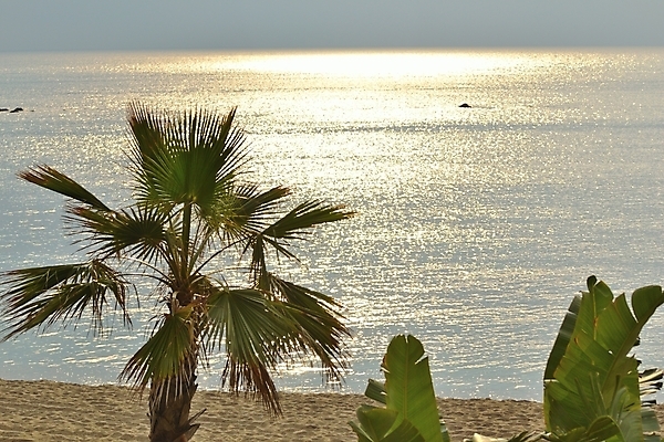 포토 JPG 해외이미지 유럽 하늘 사람없음 파란색 빛 야자수 태양 일출 맑음 일몰 스페인 지중해 스페인어 안달루시아 해외202004 해외포토 자연요소 나무 나라 바다 컬러 날씨 노을 파일형식 이미지허브