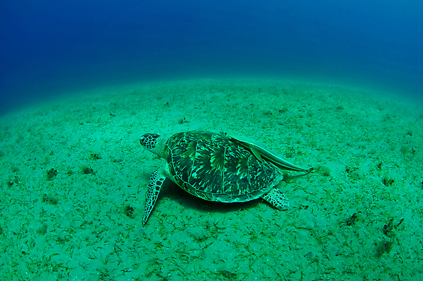 포토 JPG 해외이미지 동물 야생동물 바다 여행 파충류 자연 양서류 사람없음 초록색 물 파란색 수중 수영 껍질 거북이 다이빙 깊이 해외202004 해외포토 자연요소 컬러 수상스포츠 생태계 수중스포츠 파일형식 이미지허브