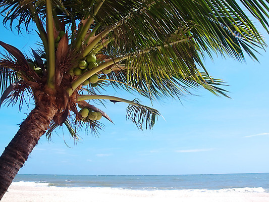 포토 JPG 해외이미지 나무 구름 계절 모래 파도 바다 여행 백그라운드 잎 태국 자연 벽지 하늘 날씨 추상 휴가 휴식 손바닥 풍경 해변 사람없음 물 여름 파란색 컬러풀 평화 서핑 장면 코코넛 내추럴 파라다이스 수평선 해외202004 해외포토 자연요소 식물 손 아시아 컬러 컨셉 무늬 과일 수상스포츠 생태계 파일형식 이미지허브