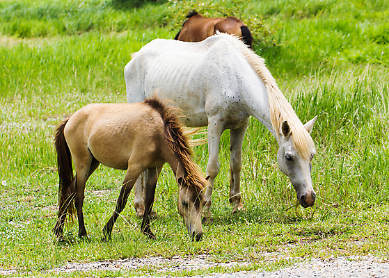 포토 JPG 해외이미지 동물 밭 농업 포유류 자연 휴식 풍경 사람없음 초록색 여름 농장 머리 환경 농사 가축 닫기 군중 먹이 다발 귀 망아지 동물상 밭일 찰과상 해외202004 해외포토 계절 산업 새끼 컬러 컨셉 모션 사람 신체부위 조형물 말_동물 상처 생태계 파일형식 이미지허브