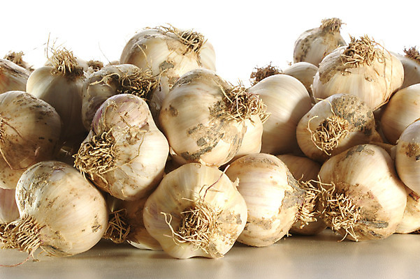 포토 JPG 해외이미지 음식 다이어트 채소 재료 전구 건강 마늘 요리 사람없음 농장 신선 맛 먹기 허브 향신료 유기농 매움 날것 냄새 채식주의자 해외202004 해외포토 식물 웰빙 컨셉 농업 모션 채식 향미료 파일형식 이미지허브