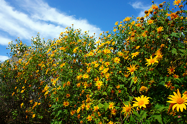 포토 JPG 해외이미지 식물 계절 꽃 아시아 여행 겨울 꽃무늬 자연 하늘 해바라기 풍경 사람없음 야외 초록색 여름 컬러풀 노란색 놀람 봄 활발 벚꽃 가을 시골 숲 즐거움 베트남 장면 산악지대 특별함 해외202004 해외포토 감정 나라 컬러 컨셉 무늬 산 표정 동남아시아 생태계 파일형식 이미지허브