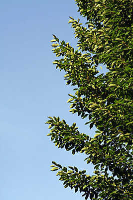 포토 JPG 해외이미지 나무 식물 1 잎 자연 하늘 추상 사람없음 세로 초록색 여름 파란색 나뭇가지 정상 9월 내추럴 카피스페이스 해외202004 해외포토 계절 컬러 무늬 공백 날짜 생태계 파일형식 이미지허브