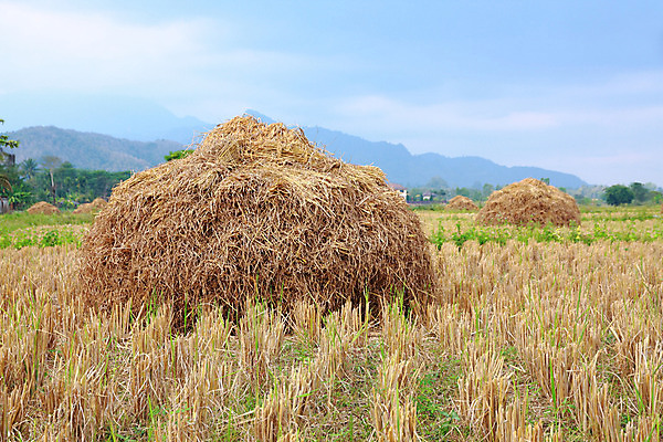 포토 JPG 해외이미지 계절 백그라운드 패턴 밭 농업 자연 하늘 밥 추상 산 건조 풍경 사람없음 야외 초록색 여름 파란색 갈색 노란색 쌓기 줄무늬 가을 그룹 건초더미 볏짚 밀 유기농 질감 밀짚 흙더미 짐싸기 줄서기 해외202004 해외포토 웰빙 산업 음식 컬러 무늬 모션 곡류 흙 건초 짚 생태계 파일형식 더미 이미지허브