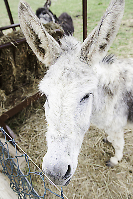 포토 JPG 해외이미지 나무 동물 응시 얼굴 백그라운드 밭 농업 포유류 자연 하늘 생물 풍경 사람없음 야외 목재 초록색 여름 반려동물 농장 농경지 갈색 머리 맑음 봄 흰색 시골 큼 대문 귀 당나귀 고립 밭일 해외202004 해외포토 식물 시선 계절 산업 컬러 재료 날씨 신체부위 문 말_동물 크기 생태계 파일형식 이미지허브
