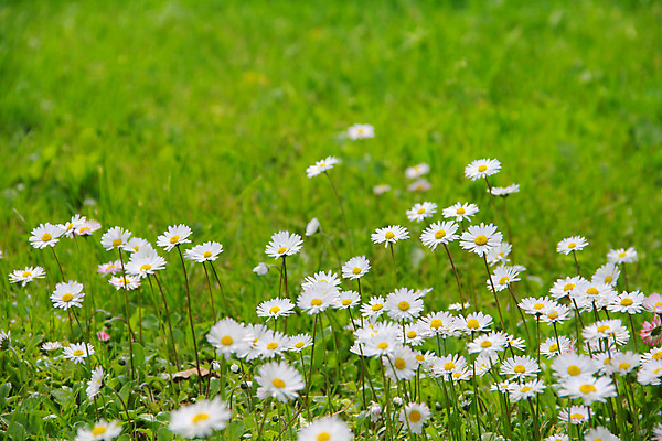 포토 JPG 해외이미지 식물 꽃 백그라운드 꽃무늬 밭 자연 잔디 사람없음 초록색 여름 벚꽃 흰색 데이지 내추럴 캐모마일 많음 해외202004 해외포토 계절 컬러 컨셉 무늬 농업 허브 생태계 파일형식 이미지허브