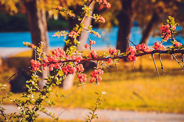 포토 JPG 해외이미지 식물 계절 공원 열매 백그라운드 잎 오렌지 과일 자연 불 씨앗 풍경 사람없음 야외 장식 빨간색 초록색 컬러풀 노란색 정원 가을 나뭇가지 가시 닫기 작음 관목 원예 상록수 진홍색 내추럴 숙성 해외202004 해외포토 자연요소 나무 공공시설 컬러 모션 취미 크기 생태계 파일형식 이미지허브